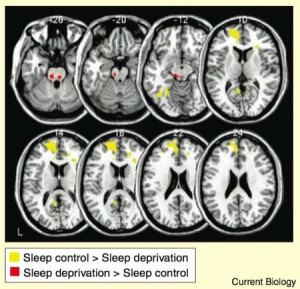 brain on sleep